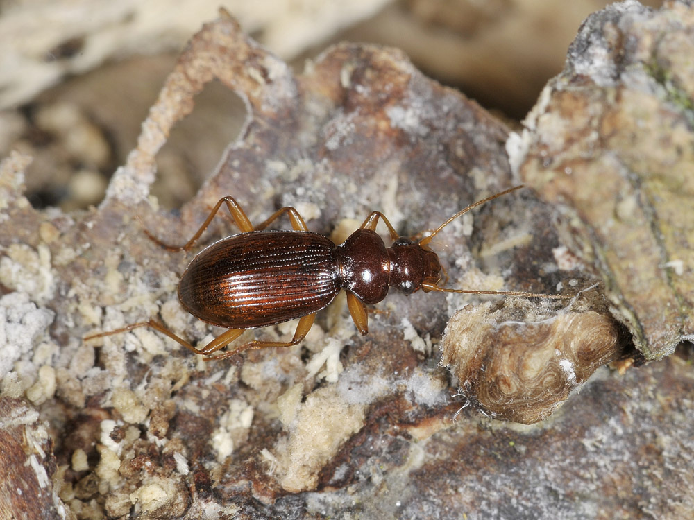 Leistus quale? L. ferrugineus